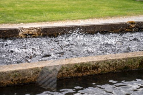 bombas de agua en Monterrey
